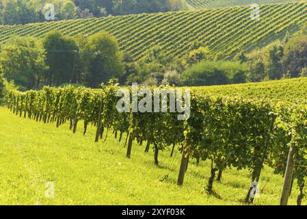 Hills Of vines on Vineyard In South Styria Region in Austria. Vineyard concept Stock Photo