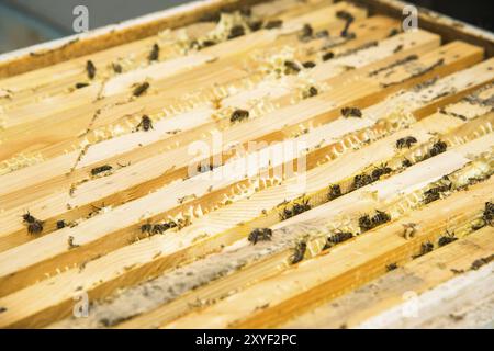 Close-up of a bee working collecting honey and crawling on a frame with honeycombs Stock Photo