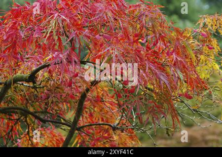 Acer palmatum 08 Stock Photo