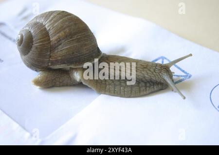 Vineyard snail on an envelope Stock Photo