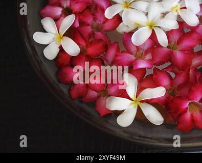 Bowl of water with pink and white flowers. Close up. Spa concept Stock Photo