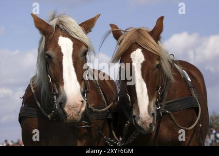 Rhenish-German Coldblood Stock Photo