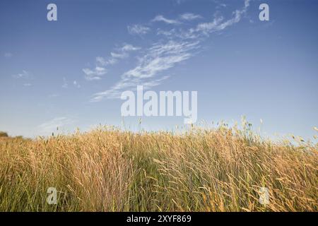 Field of wild wheat under blue sky Stock Photo