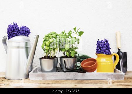 Gardening hobby concept, Hyacinth flowers, green mint, basil herbs in metal pot, small garden pitchfork or rake and shovel, gloves, yellow ceramic pot Stock Photo