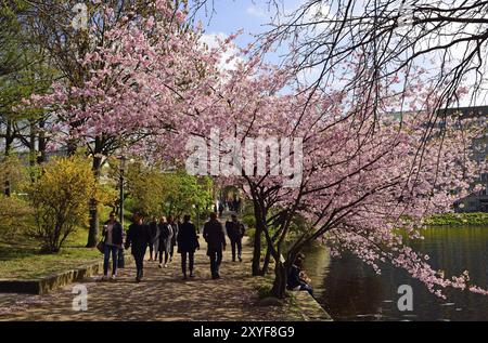 Europe, Germany, Hamburg, City, Inner Alster Lake, tree blossom, lunch break at the Alster promenade, Japanese cherry blossom, Japanese tree cherry (P Stock Photo