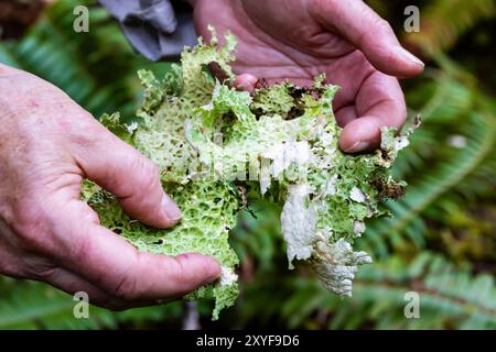 Lobaria pulmonaria lichen at Staircase, Olympic National Park, Washington State, USA Stock Photo