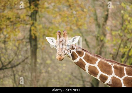 Reticulated giraffe (Giraffa camelopardalis reticulata), portrait, Germany, Europ, Europe Stock Photo