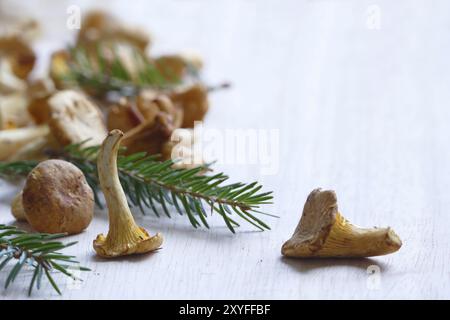 Freshly picked chanterelles with some spruce branches on white varnished wood, copy space Stock Photo