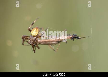 Yellow four-spotted cross spider with prey Stock Photo