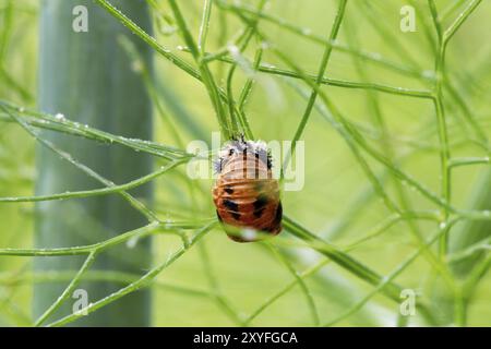 Larva of the Asian lady beetle on a fennel plant in front of a blurred green background Stock Photo