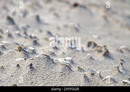 Wave pattern on the beach of the Baltic Sea. The waves leave a pattern in the sand. Shells, sand in close up Stock Photo