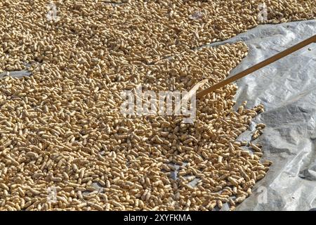 Fresh peanuts dry in the sun Stock Photo