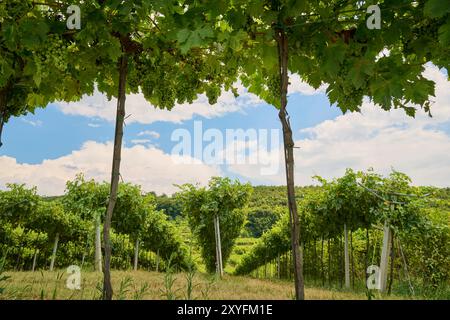 Grape vines grow in neat rows beneath a lush canopy, with a vibrant sky and distant hills in the background on a sunny summer day in the heart of Valp Stock Photo