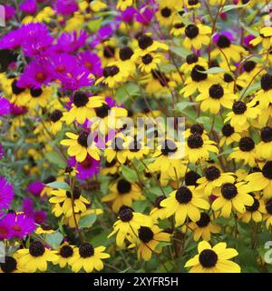 Sun hat and asters, black-eyed Susan and aster 01 Stock Photo