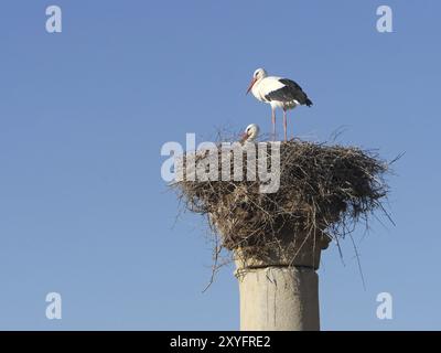 Storks on one of the columns of the ancient city of Volubilis Stock Photo