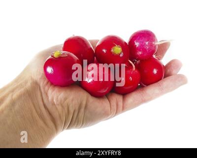 Radish in hand isolated on white Stock Photo