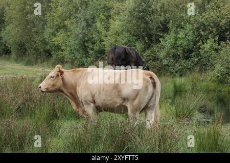 A brown cow stands in a peaceful green pasture in the middle of a forest with another cow in the background, Eibergen, gelderland, the netherlands Stock Photo