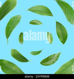 Green leaves whirling on light blue background, selective focus Stock Photo