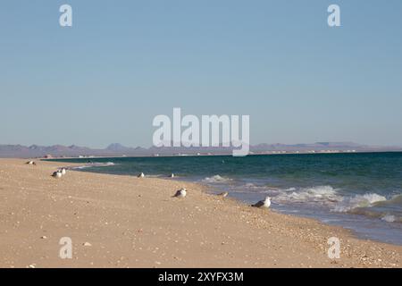 A flock of seagulls on a rocky beach.  Bahía la Choya, Sonora, México. Stock Photo
