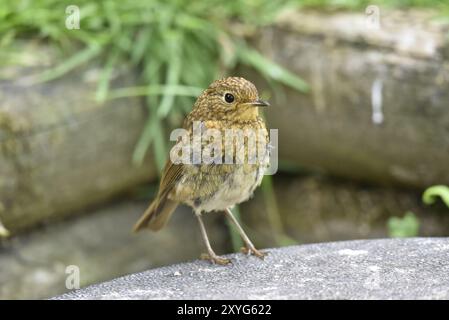 Close-Up Portrait of a Juvenile European Robin (Erithacus rubecula) Right-Side-On with Left Eye on Camera, taken in a Garden in Wales, UK in Summer Stock Photo