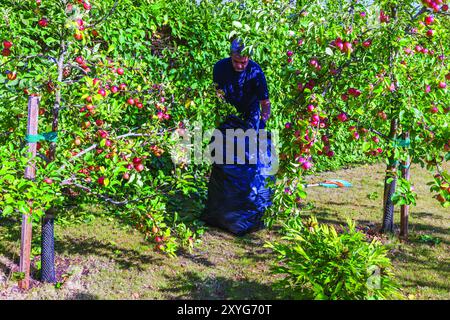 Man collecting trimmed branches from hedge into plastic bag in his garden near apple trees. Sweden. Stock Photo