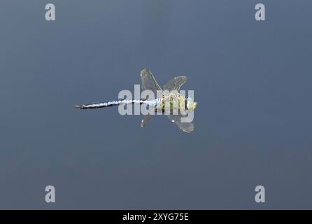 Emperor Dragonfly or Blue Emperor Dragonfly male in flight - Anax imperator, Somerset, UK Stock Photo