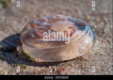 World Jellyfish Day. Moon Jelly (Aurelia aurita) on Sand in Estonia, Baltic Sea. August Stock Photo