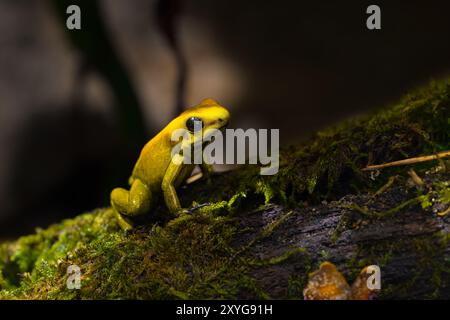 Black legged poison dart frog, Phyllobates bicolor Stock Photo