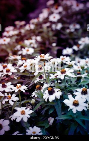 A serene display of delicate white blooms, capturing the peaceful beauty of nature in full bloom. Lincoln Park, Chicago, Illinois. Stock Photo