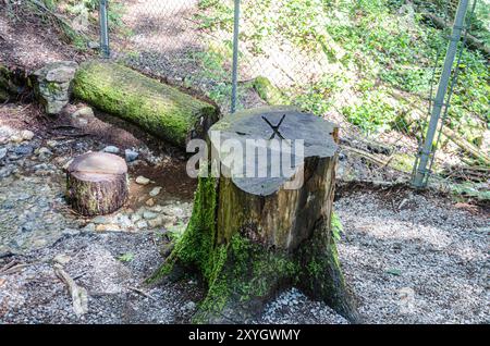 Moss covered Stump of a large old tree with 'X' inscribed Stock Photo