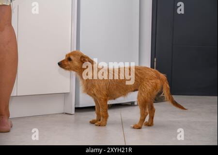 a small red eared dog asks for food in the kitchen Stock Photo
