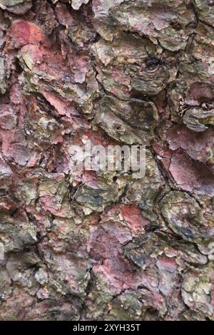 Tree Bark, Macro Detail Stock Photo