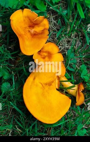 Eastern Jack-O'lantern Mushrooms Stock Photo