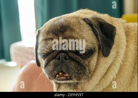 close-up portrait of an old pug Stock Photo