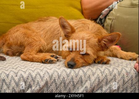 Portrait of a cute rescued red dog with big ears Stock Photo