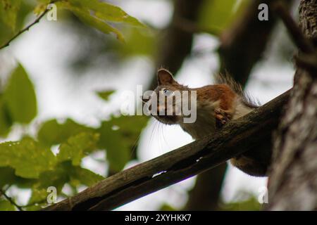 A curious squirrel is perched on a tree branch, attentively observing its surroundings in a dense woodland forest. Stock Photo