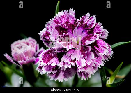 Beautiful Blooming pink Carnation Dia Deur Sissy isolated on a black background. Flower head close-up. Stock Photo