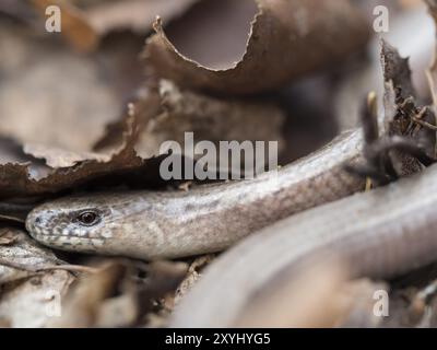 A western slow worm hides under old leaves Stock Photo