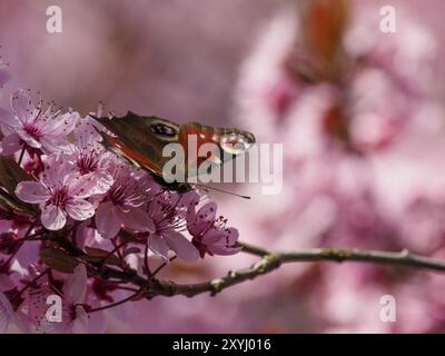 A peacock butterfly drinking nectar from the flowers of the blood plum Stock Photo