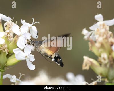 A dove tail drinks nectar from a flower Stock Photo
