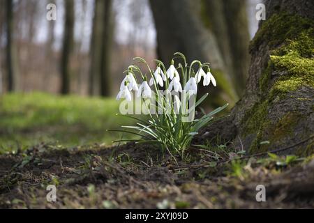 A little group of snowdrops is situated close to the base of a tree trunk covered in moss in a forest. The image's background creates a surreal and ha Stock Photo