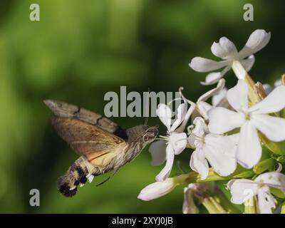 A dove tail drinks nectar from a flower Stock Photo