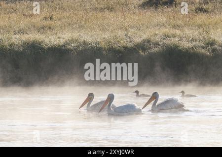 Three rhinoceros pelicans and two common mergansers swimming on the foggy Yellowstone River in Wyoming, Usa Stock Photo