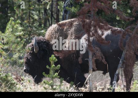 An American bison bull stands between trees in Yellowstone National Park in Wyoming, Usa Stock Photo