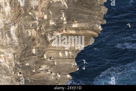 Kittiwakes on the bird island Runde in Norway Stock Photo