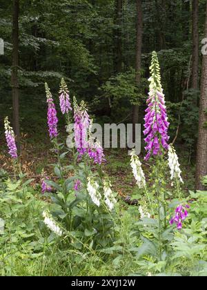 Common foxglove and white foxglove stand at the edge of a forest Stock Photo