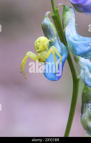 A Goldenrod crab spider sits on a flower and lies in wait for prey Stock Photo
