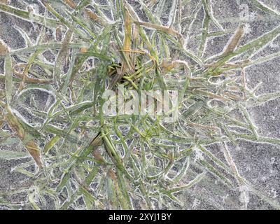 Frozen grasses on a flooded meadow in January Stock Photo