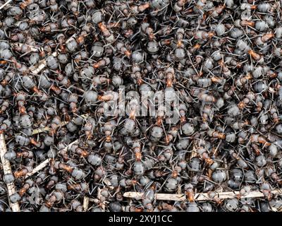 Red Wood Ants on their nest Stock Photo