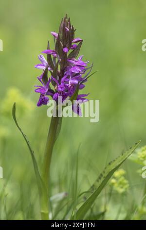 A small spider sits with its prey on a Western marsh orchid Stock Photo